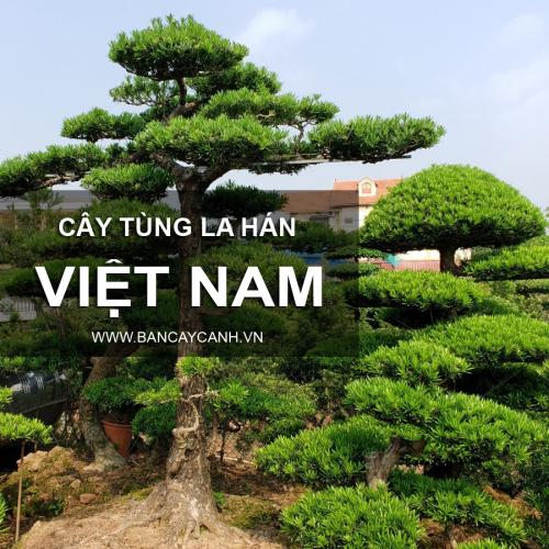Tùng La Hán - Việt Nam